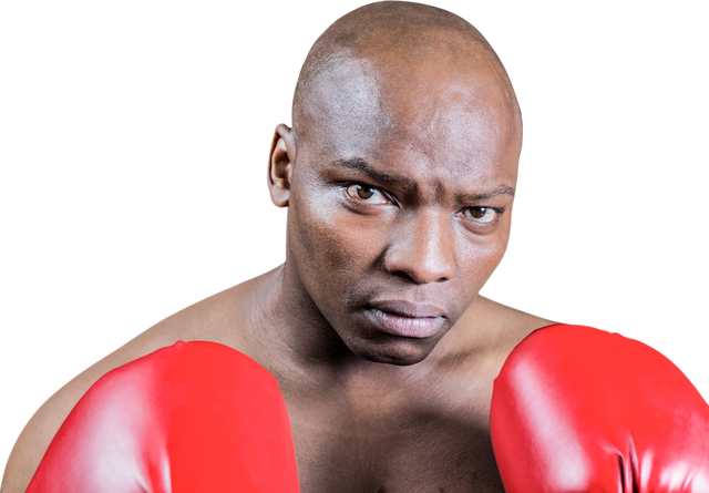 Confident Boxer Wearing Red Gloves on Transparent Background - Download Free Stock Videos Pikwizard.com