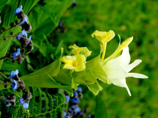 Close-Up of Yellow Flower with Green Background - Download Free Stock Photos Pikwizard.com