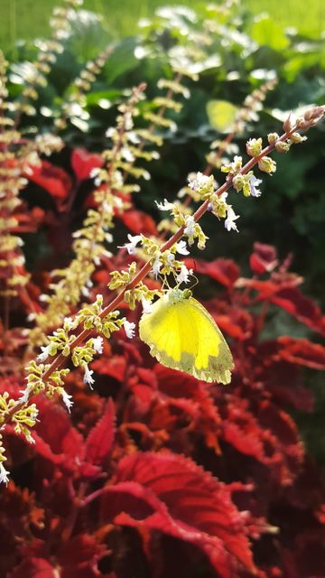 Beautiful yellow butterfly resting on delicate flower twig in garden with lush, vibrant foliage. Ideal for nature-themed designs, gardening and insect-focused content, conservation awareness, and floral illustrations.