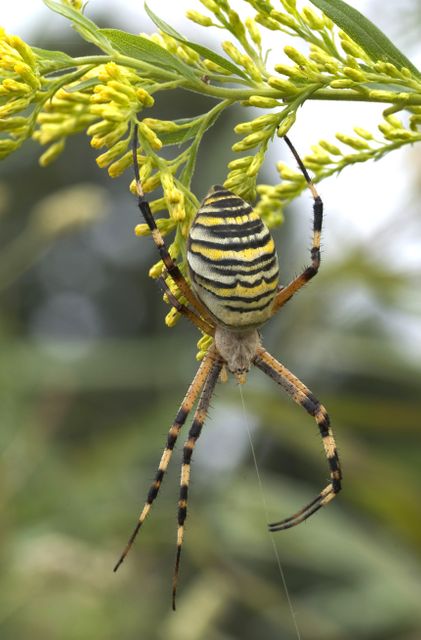 Close-up of a tiger-striped spider hanging on yellow flowers in garden. Suitable for use in nature documentaries, educational materials, wildlife blogs, and entomology studies.