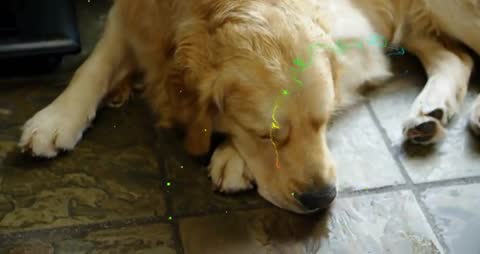 Serene Golden Retriever with Colorful Swirling Particles