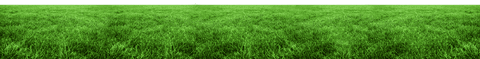 Vibrant green grass field on transparent background