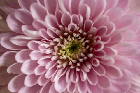 Soft pink chrysanthemum petals radiating in intricate spiral, macro floral detail
