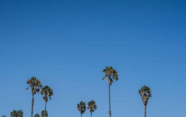 Tall Palm Trees Against Clear Blue Sky Background - Download Free Stock Photos Pikwizard.com