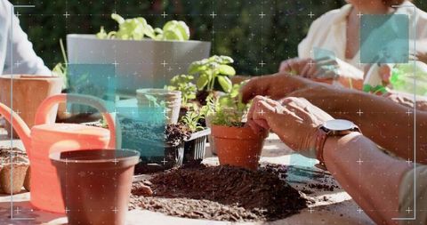 Hands Potting Herb Seedlings on Sunlit Table with Watering Can and Planters
