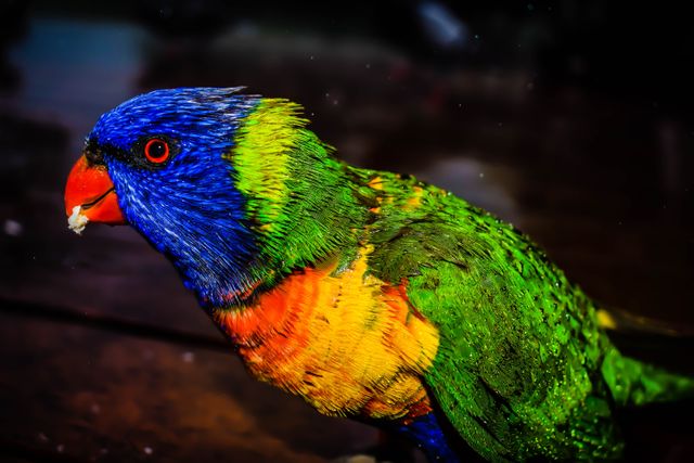 Close-up portrait of a vivid and multicolored parrot highlighting details of its feathers. Useful for educational materials about wildlife, exotic birds, ornithology studies, nature magazines, and animal-themed artwork. Ideal for promoting avian conservation efforts and bird-watching activity promotions.
