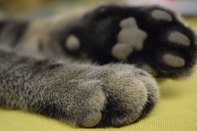 Close-up of a cat's paws with soft, fluffy fur spread out on a yellow background. Useful for pet-related content, advertisements, articles on cat care, or social media posts celebrating cats. Perfect for illustrating the gentle and cuddly nature of felines.