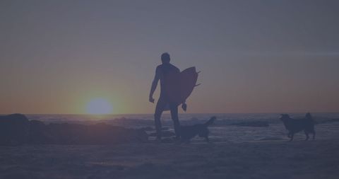Surfer Walking Dogs on Beach at Sunset Silhouette - Download Free Stock Images Pikwizard.com