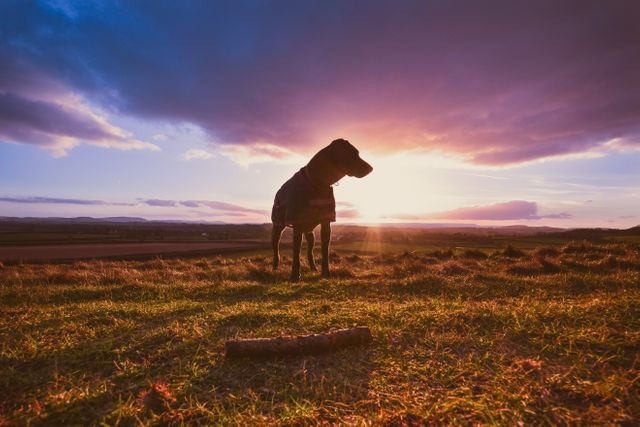 Dog standing on a grassy field with a dramatic sunset sky in the background, portraying the serene and vast countryside. Ideal for use in pet-themed content, outdoor and nature blogs, advertisements about pet care products, and relaxing wallpaper backgrounds.