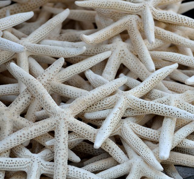 Close-Up of Dried Starfish in Pile Showing Texture and Details - Download Free Stock Photos Pikwizard.com