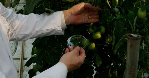 Scientist examining plant sample in greenhouse fostering agricultural research
