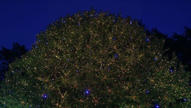 Twinkling Evergreen Tree Covered in Warm White Micro Lights and Blue Bulbs at Night