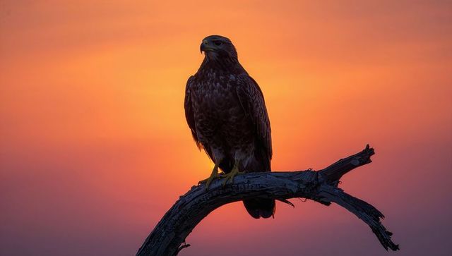 Solitary hawk perching on curved snag at sunset with glowing rim light and silhouette