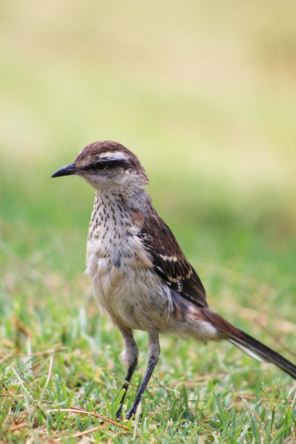 Sparrow standing on grassy field with blurred background offers viewers an up-close look at this small bird in natural surroundings. Useful for wildlife conservation projects, bird watching websites, or educational content about birds in natural habitats.