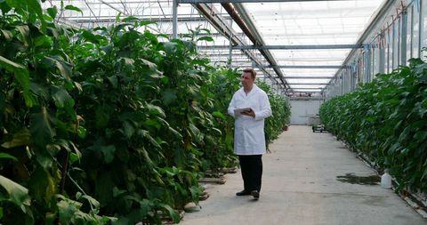 Agricultural Scientist Evaluating Greenhouse Plants - Download Free Stock Images Pikwizard.com