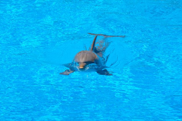 This shows a dolphin swimming just below the water surface of a clear blue pool. It can be used for themes related to marine life, aquatic mammals, nature, wildlife, educational materials, ocean conservation campaigns, and vacation or leisure activities.