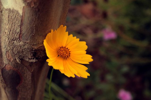 This image shows a bright yellow flower blooming prominently near a tree trunk. The detailed focus on the flower highlights its delicate petals and vibrant color, contrasting beautifully with the rough texture of the tree bark. Ideal for use in gardening websites, floral blogs, nature presentations, or as a background image for inspirational quotes.
