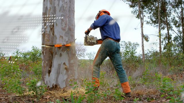 A lumberjack is using a chainsaw to cut down a tree while an augmented reality interface overlays the scene, showing various data inputs. This can be used to demonstrate the integration of technology in traditional industries, focus on advances in forestry, or depict work safety innovations in the logging industry.