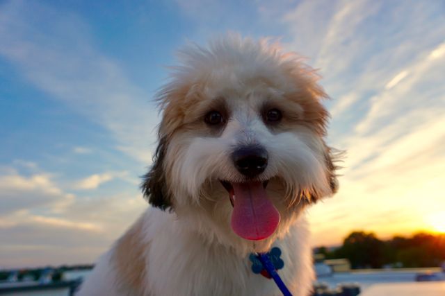 Fluffy dog with a wagging tongue standing outdoors during sunset. Ideal for pet care promotions, summer activities content, or cheerful outdoor scenes. Highlights joy, companionship, and the beauty of nature.