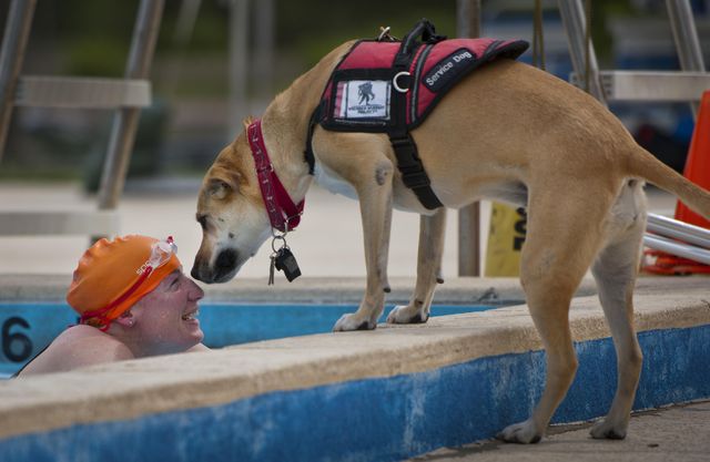 Service dog engaging with swimmer at poolside, demonstrating animal assistance and support. Ideal for use in educational materials about therapy dogs, animal assistance programs, health and wellness, and training activities. Can be used in blogs or articles on the benefits of service animals or emotional support in aquatic therapy.