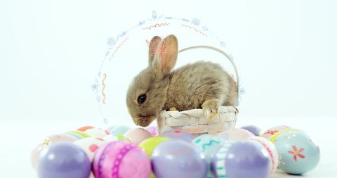 Fluffy brown bunny sniffing pastel easter eggs in white woven basket, minimalist studio