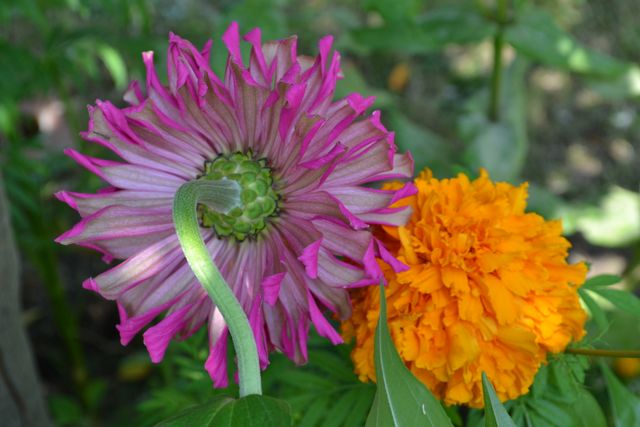 Vibrant pink dahlia and bright orange marigold blooming together in garden showcase contrast of colors and natural beauty. Useful for gardening blogs, floral arrangement inspiration, nature-related content, and spring-themed promotions.