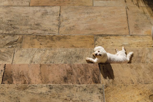 White King Charles Spaniel relaxing on stone steps of a front porch on a sunny day. Ideal for use in pet care advertisements, outdoor lifestyle blogs, and home decor magazines.
