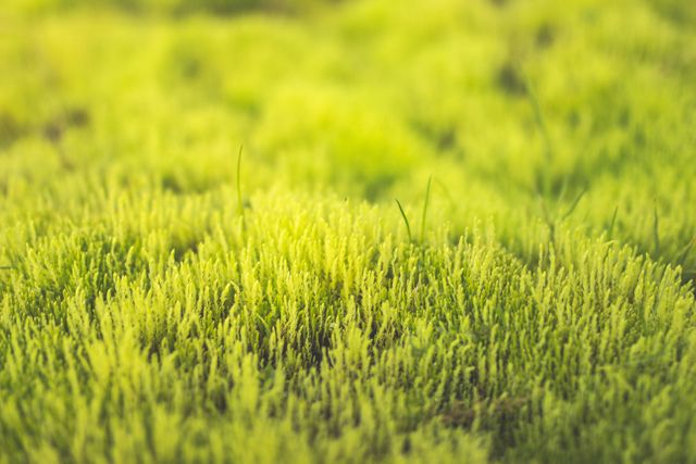 Fresh green grass photographed in natural light. Ideal for eco-friendly designs, environmental ads, gardening catalogs, and outdoor activity promotions. The vibrant green hues evoke a sense of purity and natural beauty.