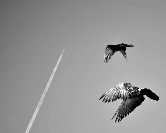 Two birds are soaring in uncontrolled motion against a clear sky. An airplane contrail crossing the sky adds an intriguing contrast to the image, captured in black and white. This image is perfect for themes of freedom, simplicity, or contrasts in nature. Suited for use in environmental campaigns, minimalist designs, or inspirational contexts.