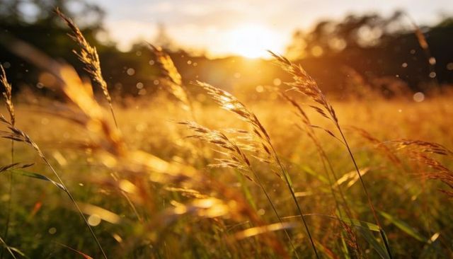 Golden hour meadow with backlit wild grasses swaying in warm sunset bokeh light