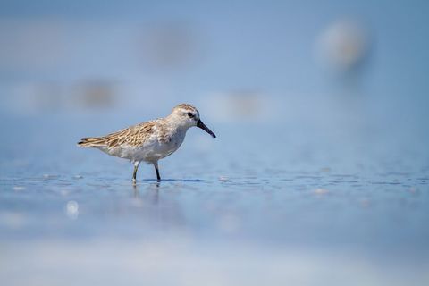 Solitary Sandpiper Strolling on Serene Shoreline