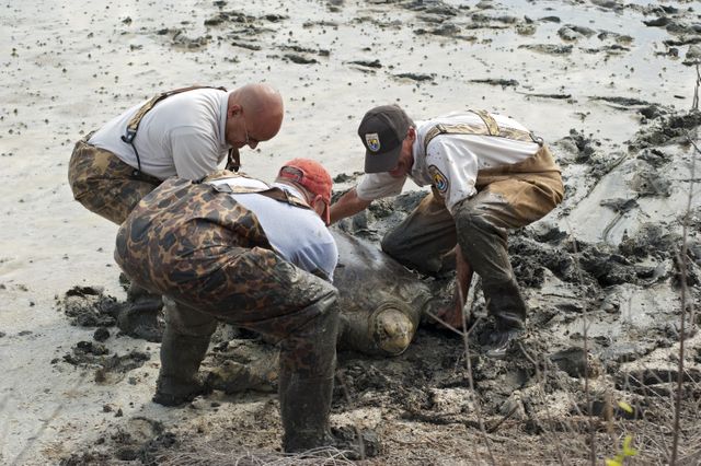 CAPE CANAVERAL, Fla. -- Workers from the U.S. Fish and Wildlife Service (FWS) and Innovative Health Applications LLC help a green sea turtle move into deeper water at the Merritt Island National Wildlife Refuge in Florida. The female turtle, weighing about 350 pounds, became stuck on an impoundment in fresh water near NASA Kennedy Space Center's Launch Pad 39A.      The refuge, located on Kennedy property, is a habitat for more than 310 species of birds, 25 mammals, 117 fish and 65 amphibians and reptiles. Photo credit: NASA/Carl Winebarger
