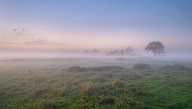 Solitary tree standing in morning mist over grassy meadow with distant trees and birds