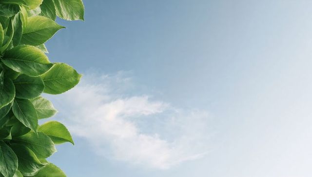 Framing green leaves along garden edge against pale blue sky with copy space