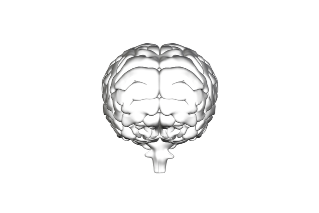 Digital 3D Brain Model Vector on Transparent Background - Download Free Stock Videos Pikwizard.com