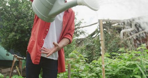 Senior Man Watering Plants in Lush Garden