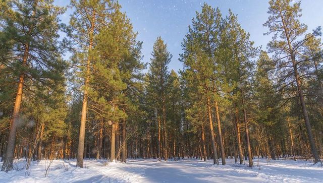 Sunlit pine forest in snow with long shadows and snow trail at golden hour