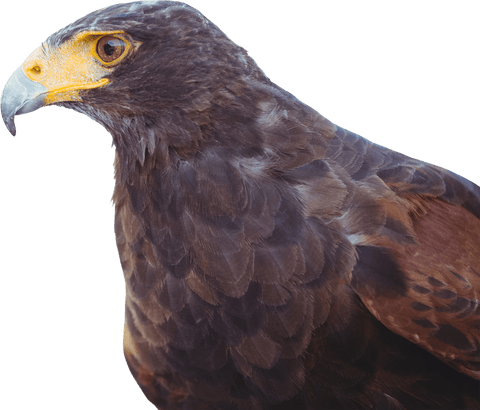 majestic brown eagle on transparent background with piercing gaze - Download Free Stock Videos Pikwizard.com