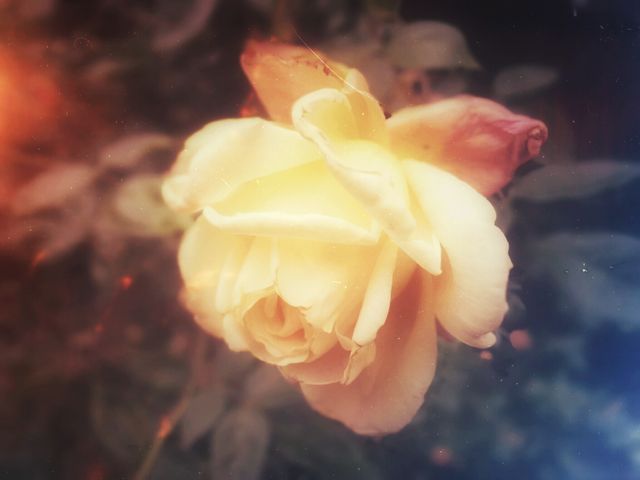 Vintage Toned Yellow Rose in Garden - Download Free Stock Photos Pikwizard.com