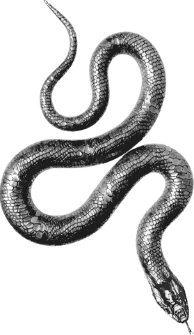futuristic metallic snake illustration on transparent background - Download Free Stock Videos Pikwizard.com