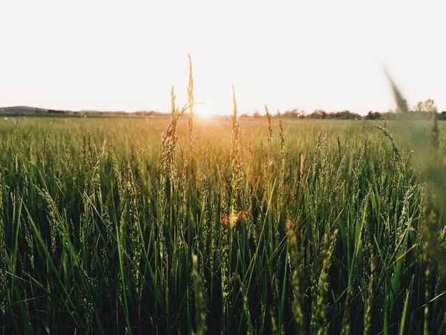 Serene Sunset over a Lush Green Field - Download Free Stock Photos Pikwizard.com