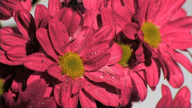 Pink daisies drenched with water droplets create a striking contrast against a grey background. This detailed portrayal captures the delicate petals in a moment of watering, offering an intimate view of floral beauty. Ideal for use in gardening promotions, nature-focused advertisements, or decoration materials. The combination of colors and motion conveys freshness and thriving life, perfect for spring or rejuvenation themes.