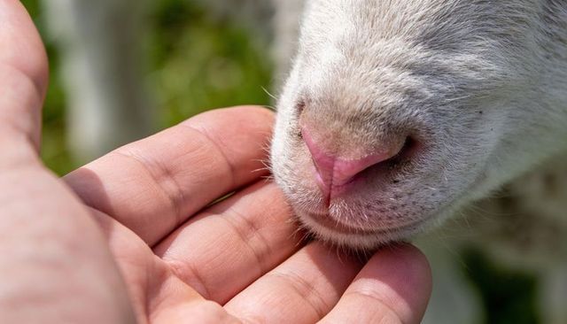 Caressing lamb muzzle with gentle hand, close-up of pink nose and soft whiskers, pastoral bond