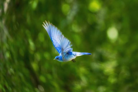 Vibrant Blue Bird Soaring Through Sunlit Green Foliage With Soft Bokeh