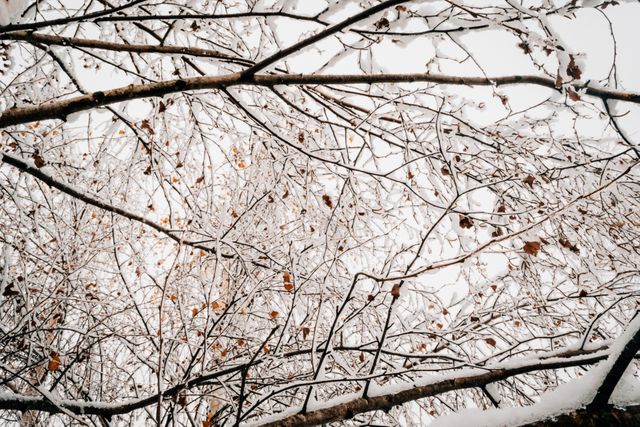 Bare tree branches covered with snow creating delicate, intricate patterns. This image is ideal for winter-themed designs, holiday cards, seasonal backgrounds, and nature-related editorials. It evokes a sense of tranquility and the cold beauty of winter scenes in the forest.