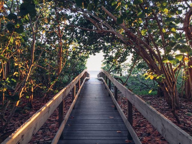 Wooden pathway surrounded by vibrant green plants leading to a scenic beach, with sunlight creating a natural arch. Ideal for concepts related to outdoor exploration, nature walks, and serene vacations.