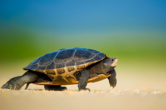 This visually appealing image showcases a tortoise walking on sand with a blurred green and blue background. The vibrant colors and close-up perspective make it ideal for use in wildlife or nature-themed content, educational materials, or environmental awareness campaigns showcasing turtles and reptiles.