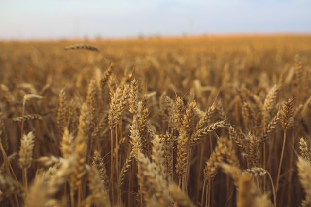 Golden wheat field with a clear sky in background. Close up of mature wheat ready for harvest. Ideal for use in agricultural market materials, farming articles, rural lifestyle presentations, and natural landscape projects.
