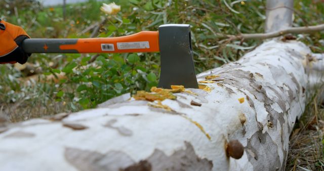 Close-Up of Axe Chopping Fallen Tree Trunk in Forest - Download Free Stock Images Pikwizard.com
