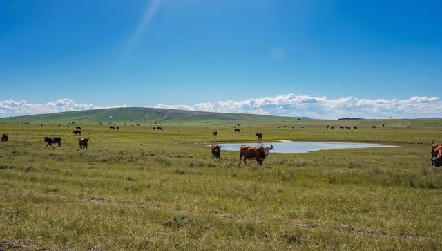 Brown horned cow standing on expansive prairie near pond under bright blue skies